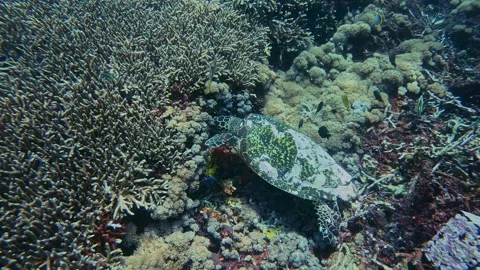 A Hawksbill sea turtle Stock Footage 329286252