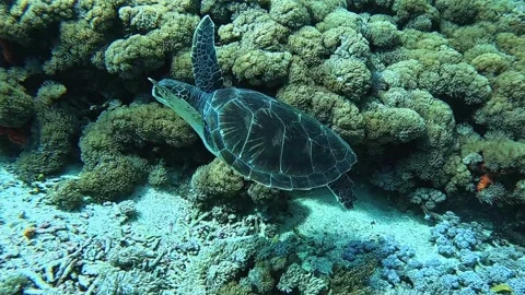 Hawksbill Sea Turtle Stock Footage 331148713
