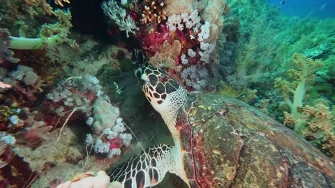 Hawksbill Sea Turtle Foraging on Vibrant Coral Reef Stock Footage 316575830