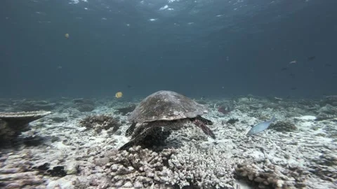 Hawksbill Sea Turtle Gliding Low over a Maldives Coral Reef in Rear Follow Shot Stock Footage 341378816
