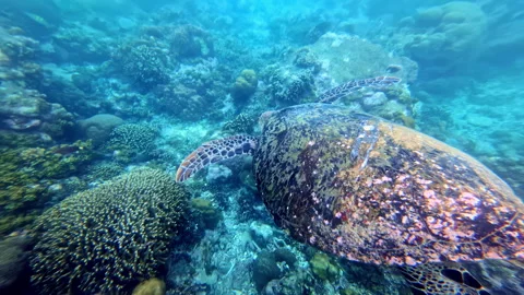 Hawksbill Sea Turtle Gliding Over Coral Reef in Clear Blue Water Stock Footage 334501240