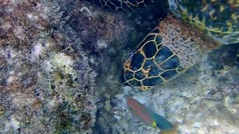 A Hawksbill sea turtle (identifiable by its beak and shell pattern) foraging Stock Footage 324835989