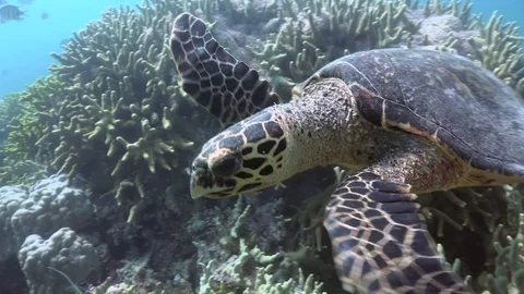 Hawksbill sea turtle with a missing leg turning, getting scared and swimming Stock Footage 74288943
