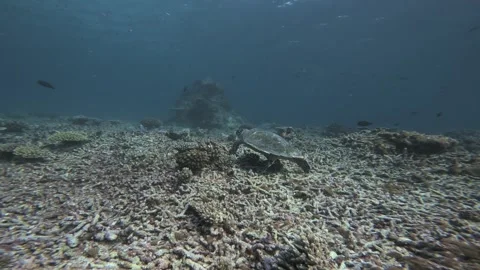 Hawksbill Sea Turtle Moving Across a Coral Rubble Reef in the Maldives Stock Footage 341997529