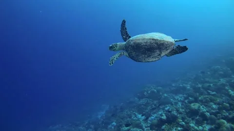 Hawksbill sea turtle or Bissa swim ower coral reef Stock Footage 62207752