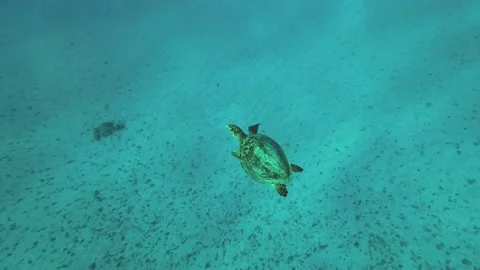Hawksbill Sea Turtle or Bissa (Eretmochelys imbricata) floats above the seabed Stock Footage 230508314
