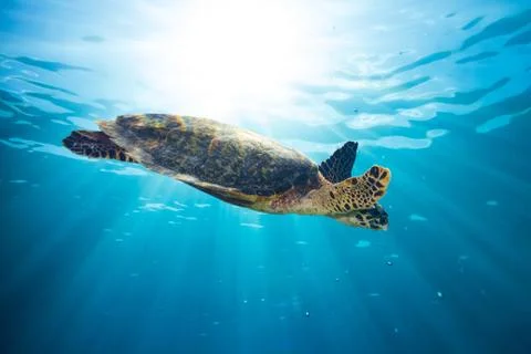 Hawksbill sea turtle Stock Photos