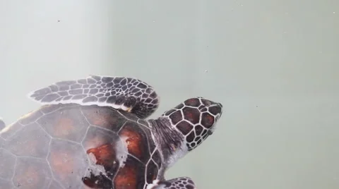 A hawksbill sea turtle in a pond Stock Footage 55458396