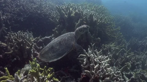 Hawksbill sea turtle resting on stag horn coral Stock Footage 74282401