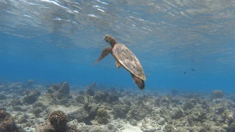 Hawksbill sea turtle rising to the surface for breathing Stock Footage 117933022