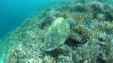 Hawksbill Sea Turtle Searching for Food on Raja Ampat Coral Reef Stock-Footage 262640153