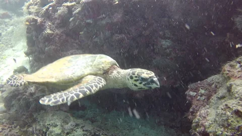 Hawksbill sea turtle in Sipadan while scuba diving (Malaysia, Borneo) Stock Footage 131173552