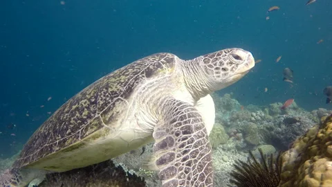 Hawksbill sea turtle in Sipadan while scuba diving (Malaysia, Borneo) Stock Footage 131173556