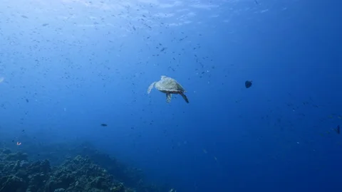 Hawksbill Sea Turtle swim in turquoise water of coral reef in Caribbean Sea Stock Footage