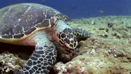 Hawksbill Sea Turtle Swimming Eating On Coral Reef Stock Footage