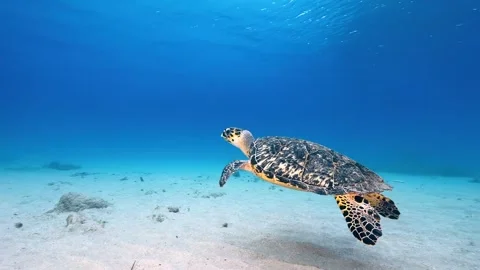 Hawksbill sea turtle swims gracefully in clear blue ocean water motion footag Stock-Footage 341068360