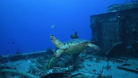 A hawksbill turtle against the backdrop of a sunken shipwreck in the Caribbean Stock Footage 161037119