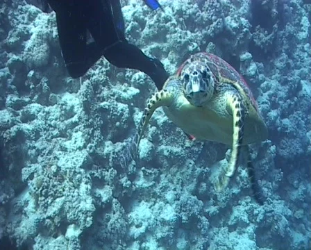 Hawksbill turtle aproaches camera and bites lens Stock Footage 508561