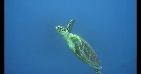 Hawksbill turtle ascends slowly toward surface Stock Footage 327542700