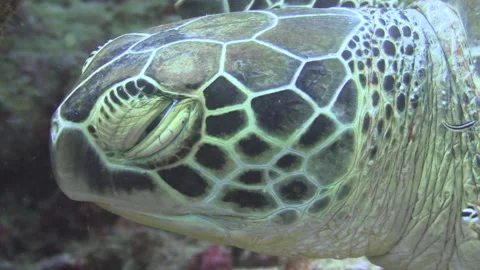 Hawksbill turtle being cleaned by bluestreak cleaner wrasse, close-up shot Stock Footage 166424276