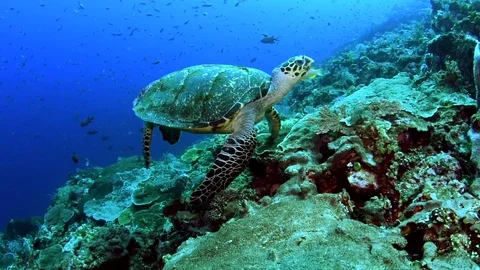 Hawksbill Turtle Being Cleaned Stock Footage 79948000