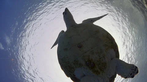 Hawksbill turtle - below view-29.97fps Stock Footage 38109057