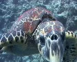 Hawksbill turtle biting camera SD Footage