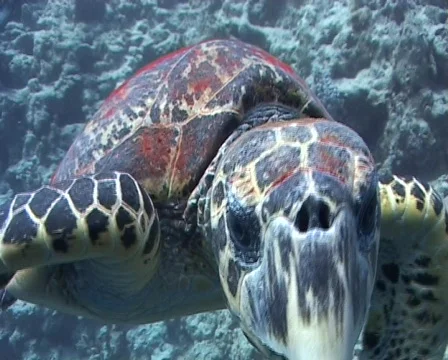 Hawksbill turtle biting camera Stock Footage 462031