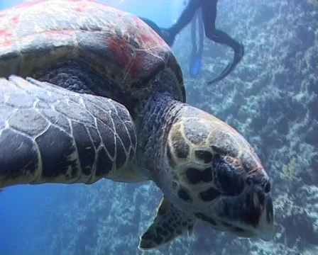 Hawksbill turtle biting lens Stock Footage 461649