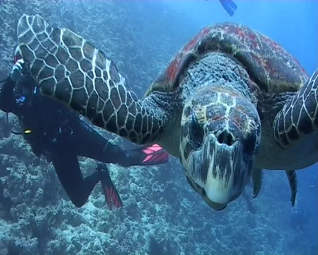 Hawksbill turtle biting lens Stock Footage 508947