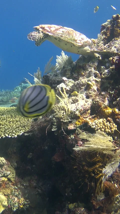 Hawksbill turtle bitting on coral reef with divers swimming behind Stock Footage 227824940