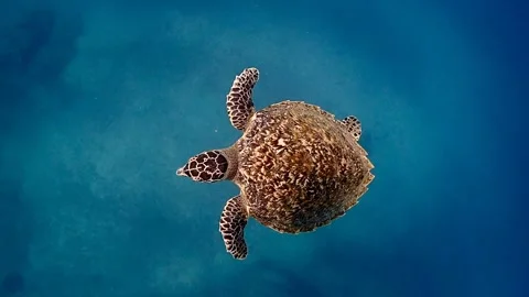 Hawksbill Turtle blue ocean Video stock 249522685