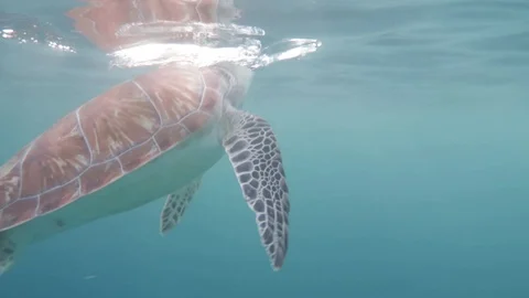 Hawksbill turtle breathing at the surface Stock Footage 86140924