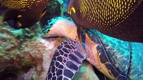 Hawksbill turtle chewing on barrel sponge coral reef Stock Footage 79274572