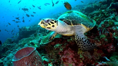 Hawksbill Turtle Cleaning Stock Footage 80755095