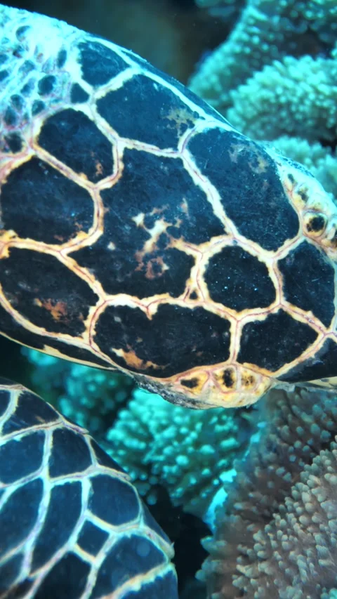 Hawksbill turtle close-up while swimming Video stock 325738033
