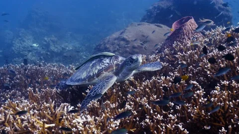 Hawksbill Turtle || Closeup of large turtle Stock Footage 149964187