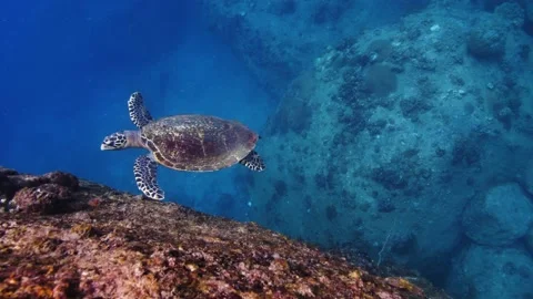 Hawksbill Turtle || Colorful Reef Stock Footage 149964680