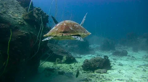 Hawksbill Turtle Colour Corrected 库存影片 61181689