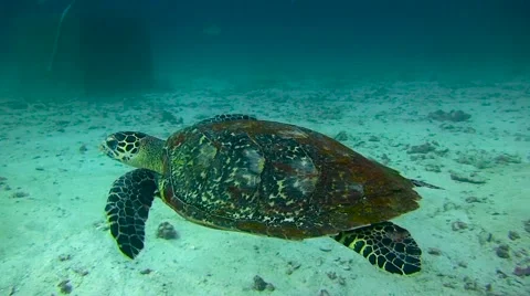 Hawksbill Turtle Colour Corrected 库存影片 61181723