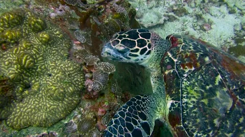 Hawksbill Turtle Colour Corrected 库存影片 61181741