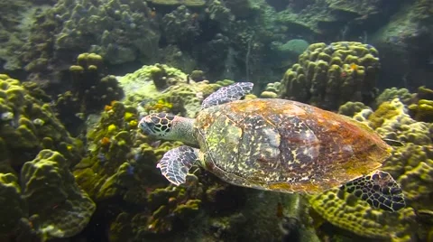Hawksbill Turtle Colour Corrected 库存影片 61181755