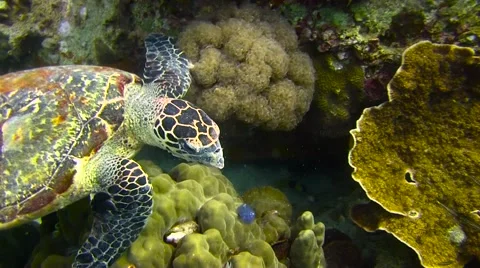Hawksbill Turtle Colour Corrected 库存影片 61182035