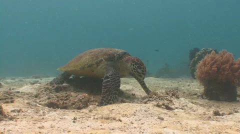 Hawksbill turtle on coral reef Video stock 957569