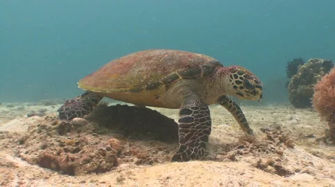 Hawksbill turtle on coral reef Video stock 958059