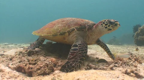 Hawksbill turtle on coral reef Video stock 959863