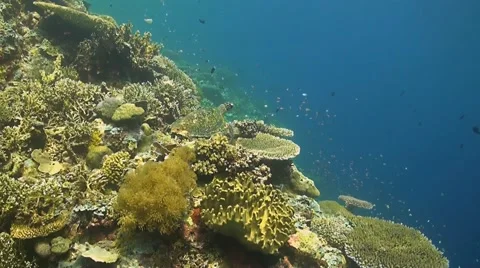 Hawksbill turtle on a coral reef Stock Footage 42360733