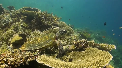 Hawksbill turtle on a coral reef Stock Footage 43668776