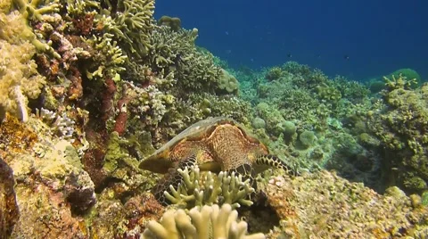 Hawksbill turtle on a coral reef Stock Footage 51071748