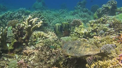 Hawksbill Turtle on a coral reef Stock Footage 51071880
